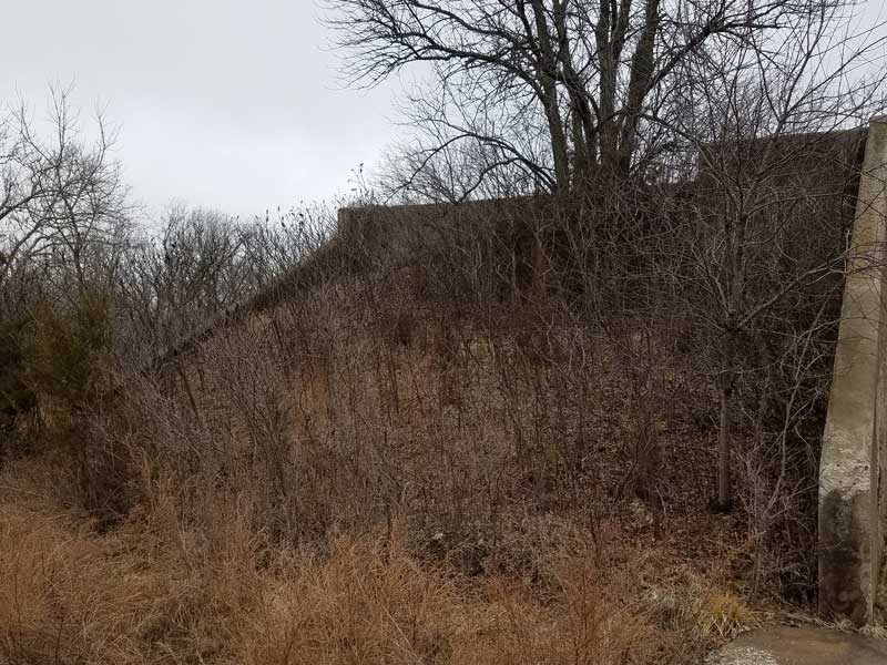 An overgrown site prior to mulching