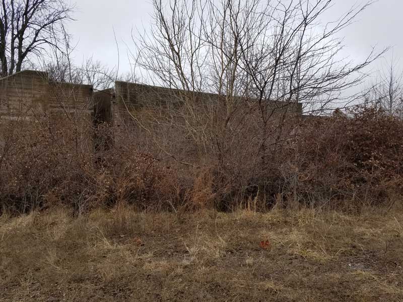 An overgrown site prior to mulching